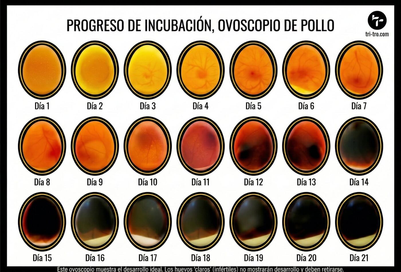 Progreso de incubación - Desarrollo del embrión día a día